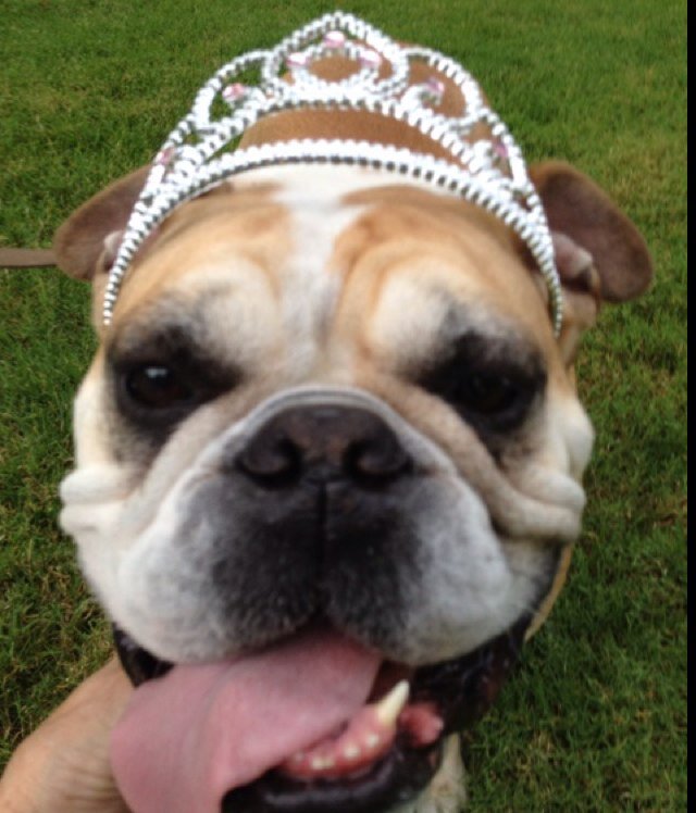 Sweetlolagirl's profile picture. Until one has loved an animal, a part of one's soul remains unawakened