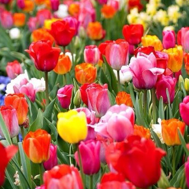 atomili's profile picture. 〈趣味〉映画・クラシック鑑賞・温泉・切り絵〈癒し〉 月花・自然を観賞すること 、ハイキングやトレッキング/お昼寝すること/LUSHの石鹸の香り/ 花火をみること・・・カブトムシやメダカ.ミナミヌマエビ の飼育 などなど。最近、息子がイシガメ、クサ亀を飼いはじめました。・ハリーポッター好き！