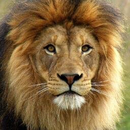 黄色い猿 Twitter 黄色い猿 Twitter
