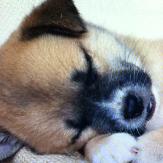 Puppyface1714's profile picture. 