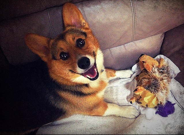 I'm a Corgi and these are my thoughts...