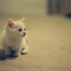 loveUkorea21's profile picture. New Healing Cuture club-보수국민정의실천-국제한민족문화운동연합