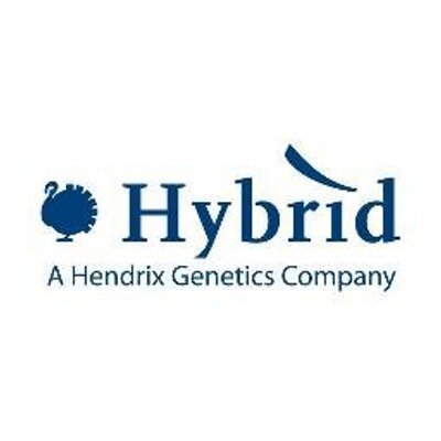 Hybrid Turkeys (@TurkeyBreeding) | Twitter