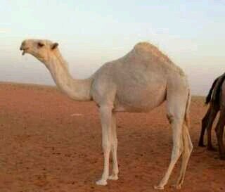 ‏حساب خاص للبل