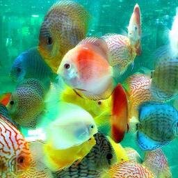 ISAAKKEDIR's profile picture. 