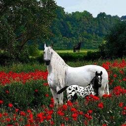 ScarlettOhara26's profile picture. SoCal Trump Fan, Pomeranian and small dog Rescue, Traveler, Horse lover