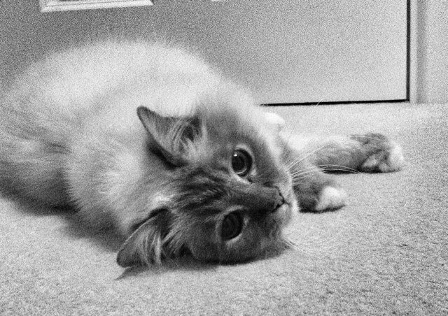 14 year old Birman. I am the owner of @MrStandring who I occassionally let bother me. I share my bed with Holly. I am unsure if she is my sister or girlfriend.