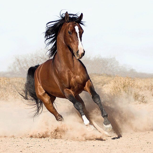 Leuksre paarden account❤️❤️❤️WIJ VERKOPEN RYTHM BEADS!! 1,50 exl verzendskosten❤️❤️❤️