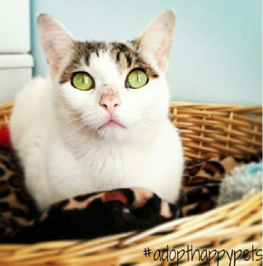 ~Making a difference for homeless pets around the world~
Follow @AdoptHappyPets on Instagram for adoptable pet features.