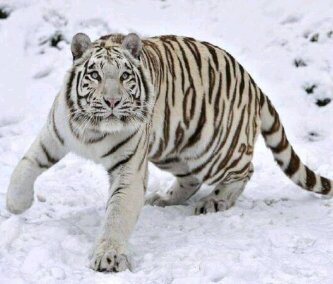 I'm a Tiger. I'm a Mummy 1st! That's how I earned my stripes! RaWR!!! Aspiring poet & writer... What's your excuse?? Rumi lover!