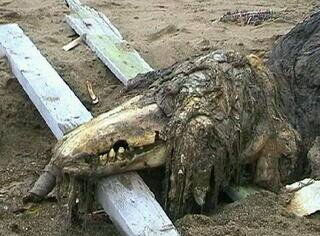 I am a reptile that is very hard to destroy, and I'm in possession of the SCP foundation, for now...