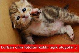 hayvanseven  çalışkan  durust  saygılı  tarfsızdır
