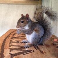 TheBugGuy (@thebugguyde) 's Twitter Profile