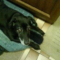 LJ Davis (@davislynd) 's Twitter Profile