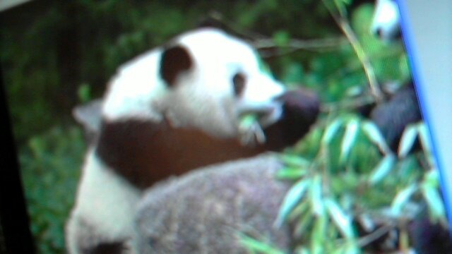 i love pandas and my life
