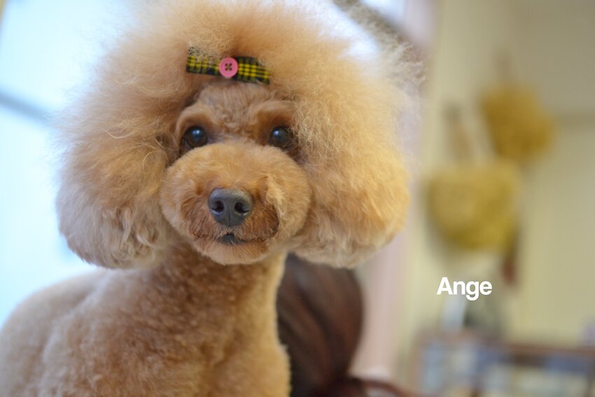 ＳＭＡＰ・嵐・ＮＥＷＳ・山下智久くん・生田斗真くんを応援しているちょっとイタイ主婦です(^^ゞ
愛犬はトイプードルのアンジュです。
よろしくお願いします♪