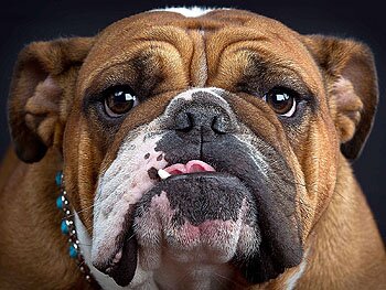 Man United fan & Bulldog Breeder LUHG