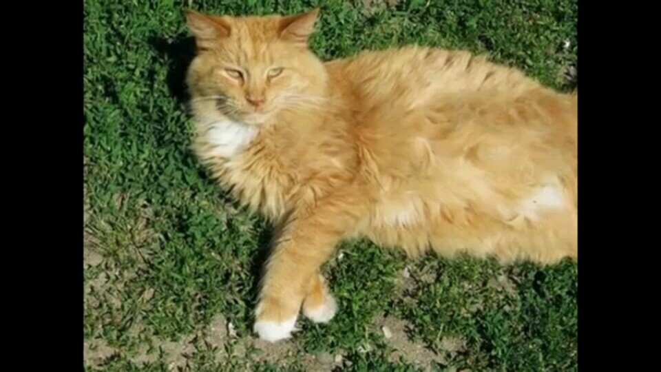 Hi Im FlamePaw! #SheCat (Clan: HopeClan) (Mom: None) (Dad: None) (Theme Song: Wake me up)