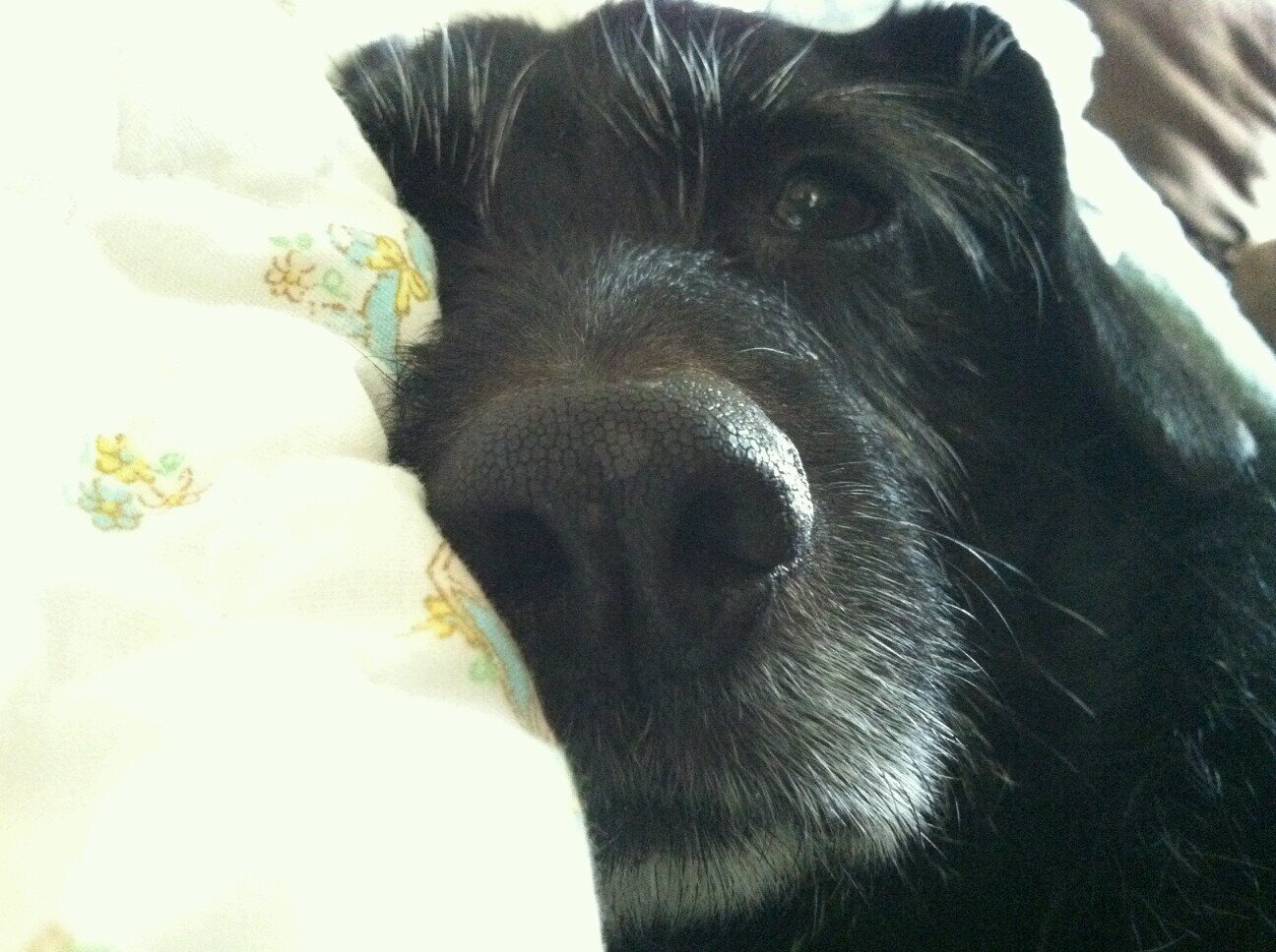 i am a dog and i live in the country.  i thought you should know what i do and what i think