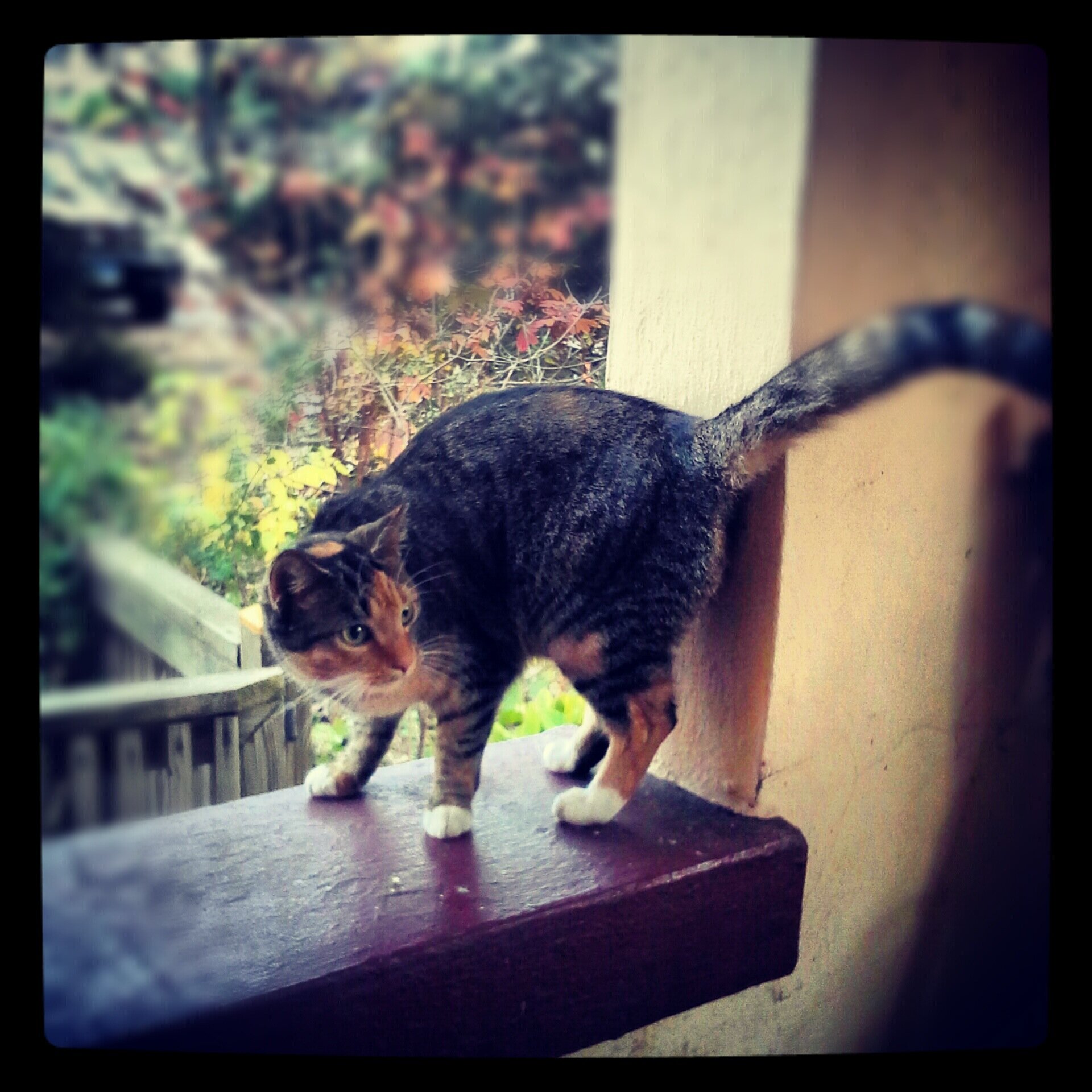 the probably true adventures of an Action Cat