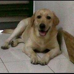 tobby_braves's profile picture. Yellow labs retriever that won't retrieve