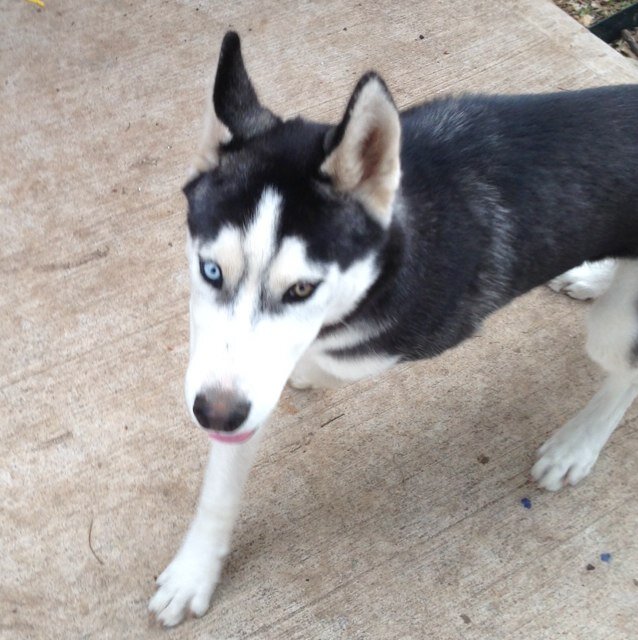 EliasGoml's profile picture. GOML.............Just made new account :D