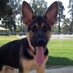 Sparta Dog (@realspartacus) Twitter profile photo