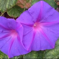 Peggy Pritchett (@pegbert53) 's Twitter Profile