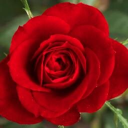 RosesHashOff's profile picture. All about #Roses.  Top Pics & Tweets. Every day. Follow us. We follow the top Tweeters daily.