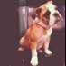 Penny (@thebulldogpenny) Twitter profile photo