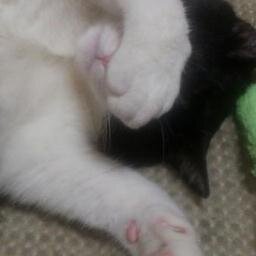 猫と肉をこよなく愛してる専業主婦(*´ω`*)               

基本見てる専門

ゲーム実況とかずんだもん見てる
ゲーム好き

おじ様が好きだ