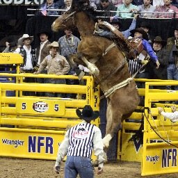 Texas Rodeo Talk is all about  Texas rodeo cowboys who helped to shape the sport from its inception until the present day.