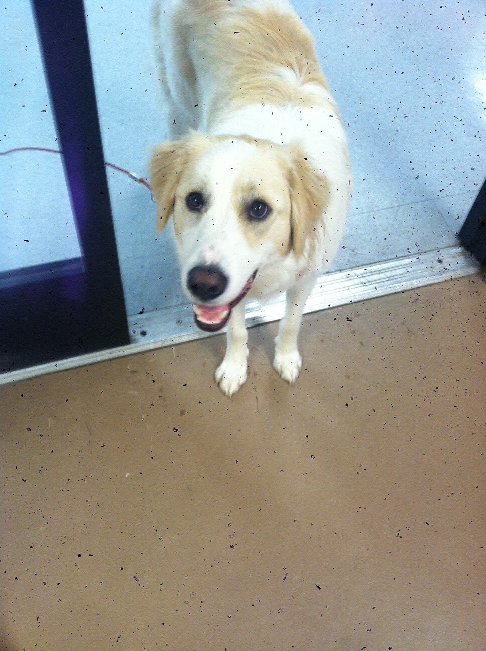 RoxxyPuppy's profile picture. Training room watch dog.