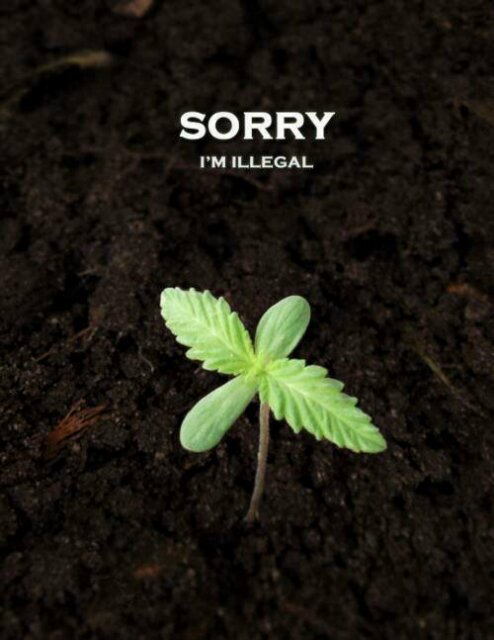 Follow if you think *weed* should be mad legal !!