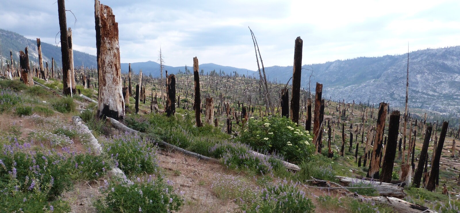 Forests, air quality and climate change. Working to understand how all three are connected.