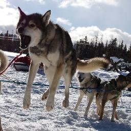 A dog sled touring kennel in Winter Park, CO.  We have 80 huskies who love to pull various vehicles through the woods loaded with people from all over the world