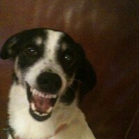 Willem Kaiser (@illemwaaiserka) 's Twitter Profile