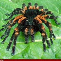 venomntye's profile picture. 