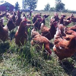 New Brunswick family farm dedicated to providing delicious, fresh, natural meats for people all over southeastern NB.