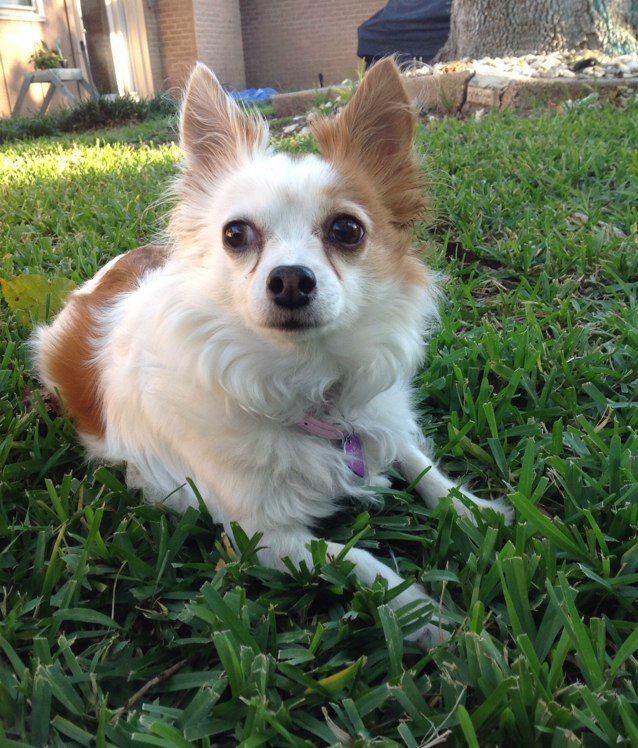 SmallDogCircles's profile picture. Specialty Pet Sitter & Dog Walker serving Lake Carolyn Pkwy in Las Colinas (Irving) Texas. Visits, walking, vet or grooming trips, & more. ~~Tweet me!