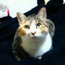 toshi (@1962Shi) Twitter