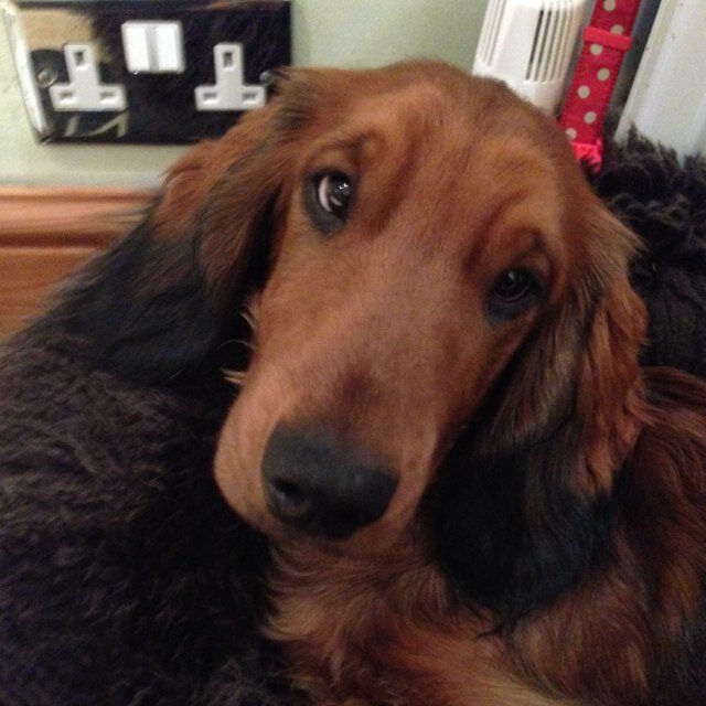 I'm a dog. I belong to Amanda Abbington. Im not very bright. But I look good...