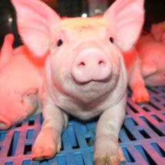 A celebration of agriculture at the Pa. Farm Show. Visitors will get a glimpse of modern livestock and crop production in Pa.