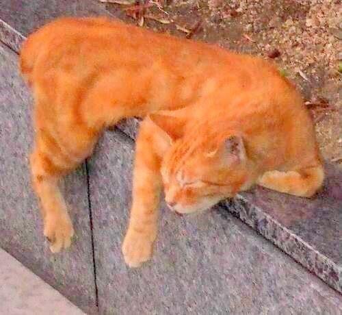 猫が好き
