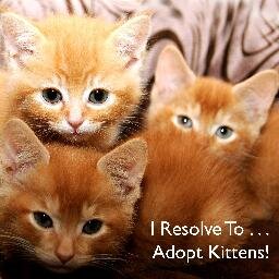 iresolveto's profile picture. The Three Resolutionistas - Lucy, Sammy & Simon.