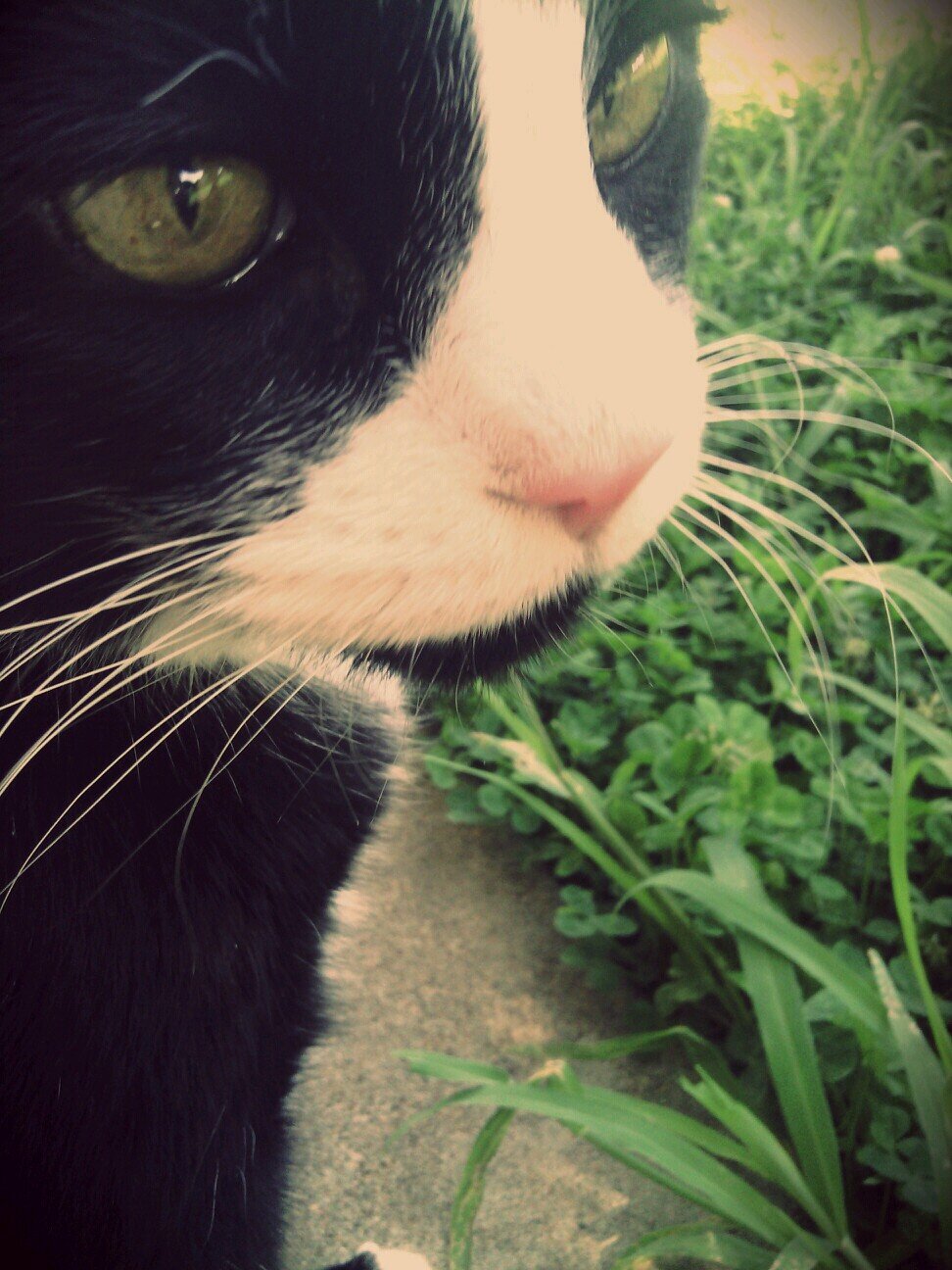 Im felix, i weigh 25 pounds and im a CAT :) follow me :)        and tell your friends of friends to follw