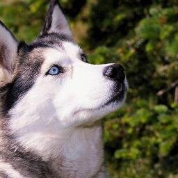 Página oficial de todos los tipos de perros.                 ♡  RT Y FAV / FAV Y RT ♡