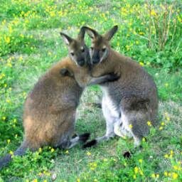 im the real wallaby your just a wannabe