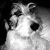Dexters mummy (@dexterrocatt) Twitter profile photo Dexters mummy (@dexterrocatt) Twitter profile photo