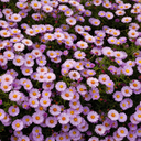 Firas hamid - @Firashamid4 - Twitter